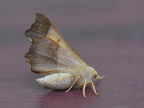 Réf. 309 620 : Ennomos fuscantaria